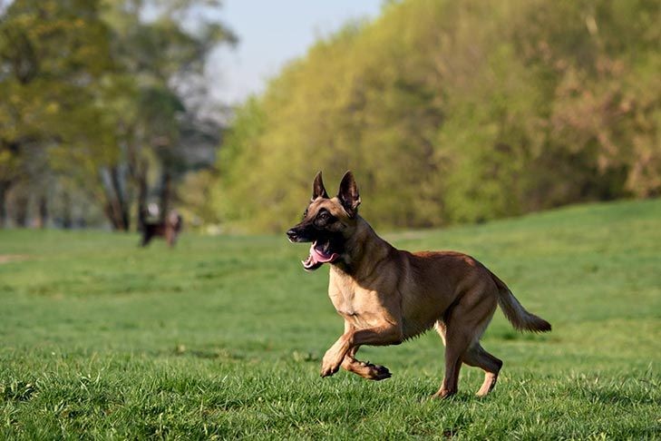 7 Fakta Seputar Anjing Belgian Malinois