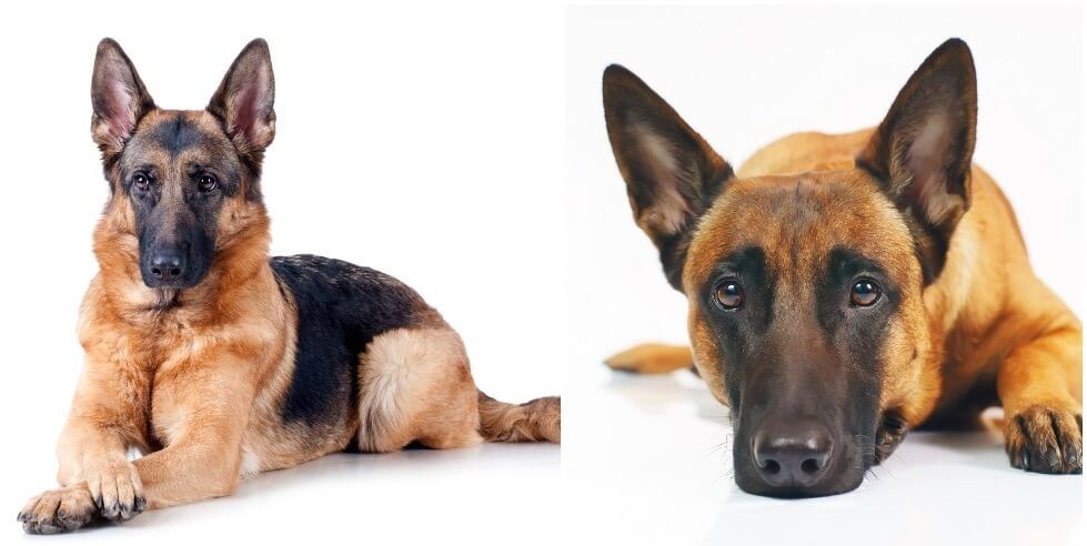 7 Fakta Seputar Anjing Belgian Malinois