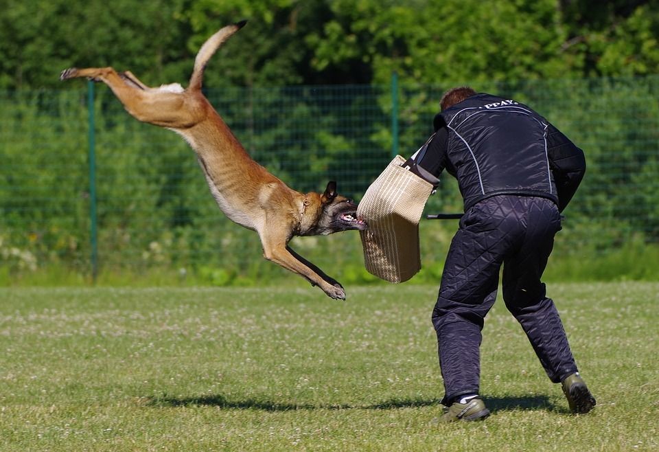 18+ Anjing malinois belgian ideas in 2021 