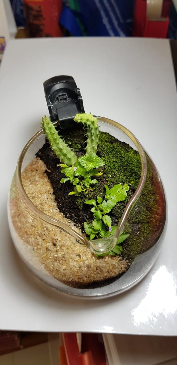 Inkubasi Terrarium Kaktus di Medan, Terapi Millennial Hilangkan Penat