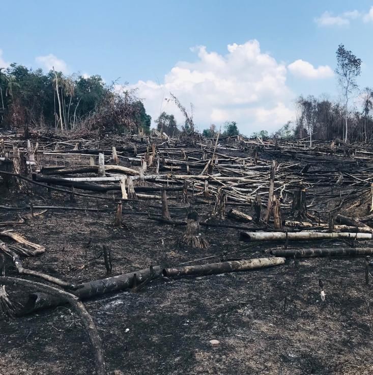 Kebakaran Hutan di Kaltim Masih Terkendali