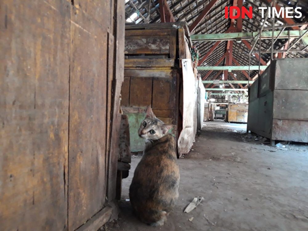 [FOTO] Begini Lokasi Pasar Kupang, Tempat Relokasi Pedagang Kembang