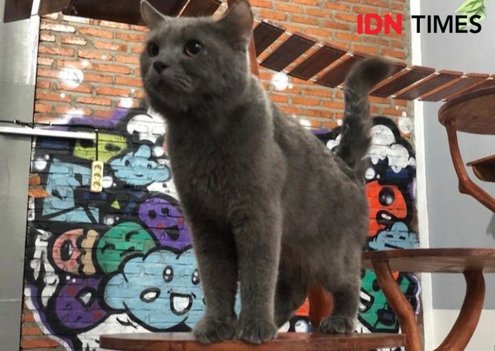 Cat Cafe Medan, Hangout Seru Bareng Kucing Berbagai Ras
