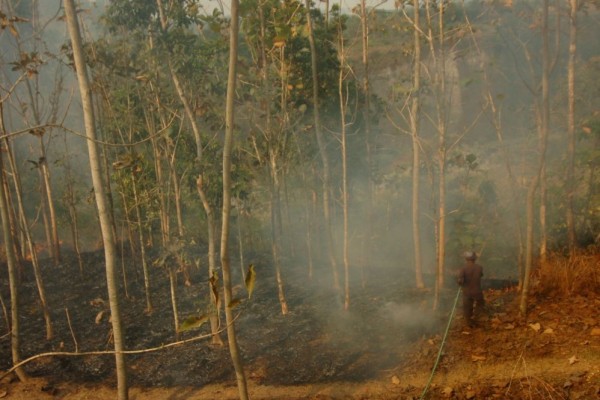 Kebakaran Gunung Slamet, Warga Gunakan Ranting Basah Padamkan Api