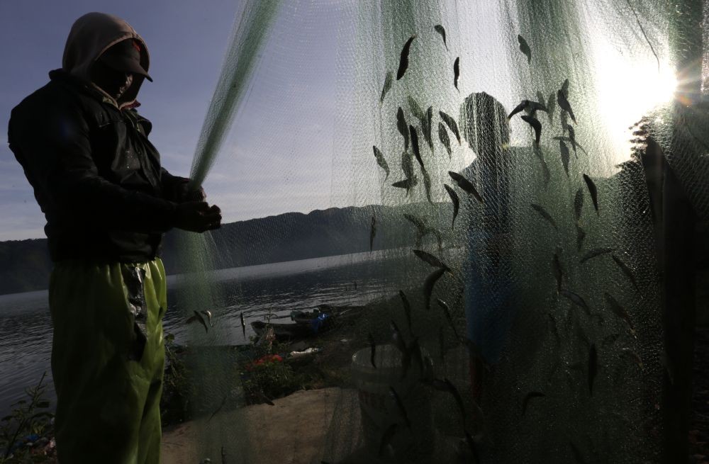 Dinas Kelautan Minta Warga Serahkan Ikan Invasif Perusak Ekosistem