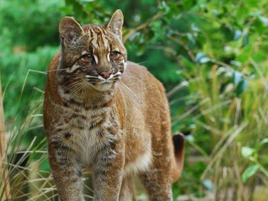 Panggil Pawang karena Dikira Harimau, Ternyata Kucing Emas Asia  