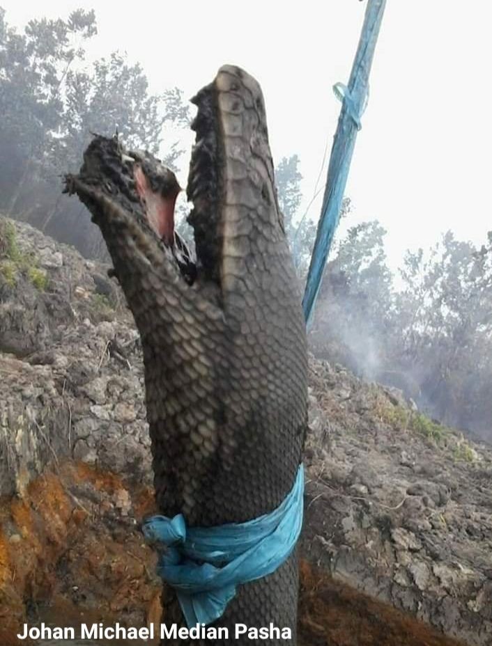 Ular Legenda Kalimantan Ditemukan Mati Akibat Kebakaran Hutan
