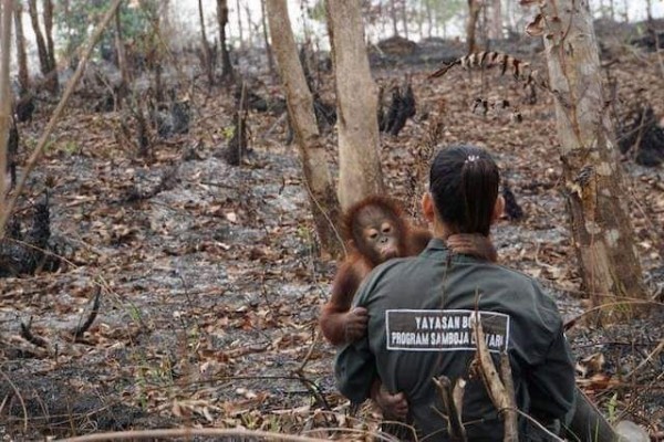 Alami Dehidrasi di Hutan Terbakar, 2 Orangutan Kalimantan Diselamatkan