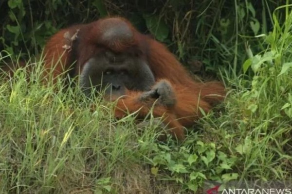 Petugas Temukan Orangutan Kalimantan Gemetar Saksikan Kobaran Api