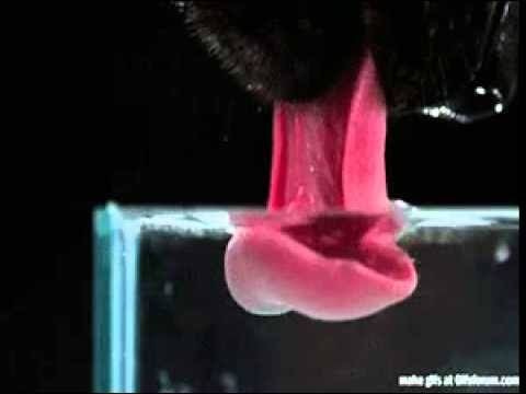 420 Gambar Hewan Air Dan Fungsinya HD