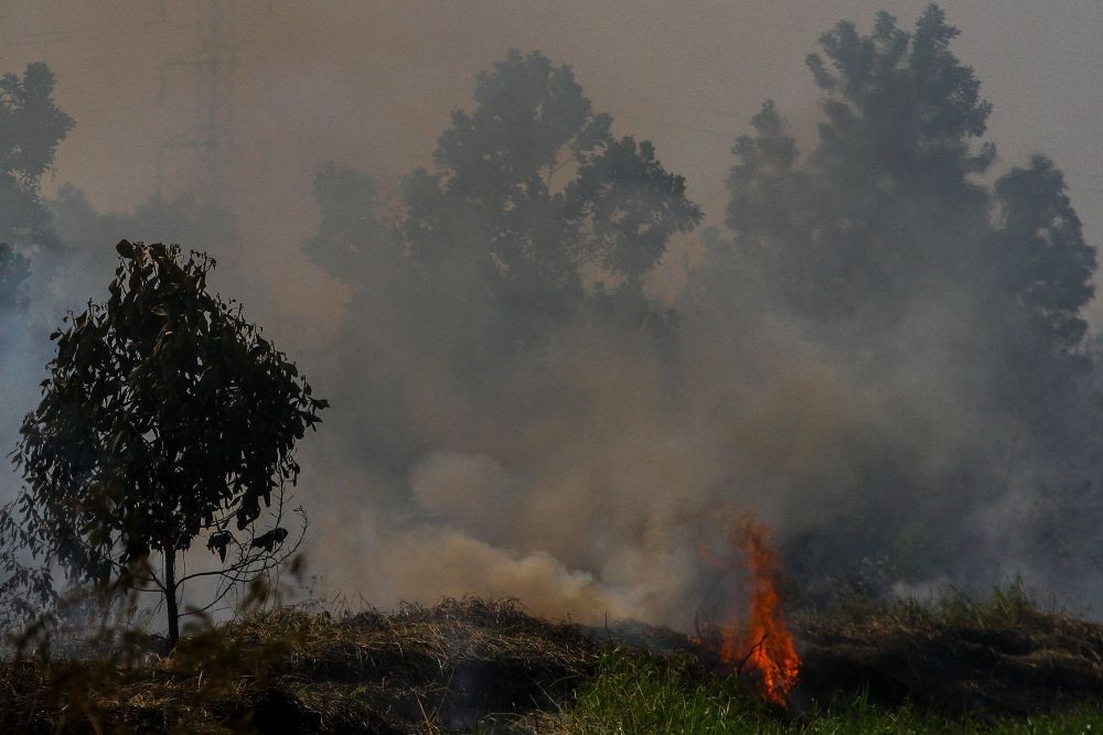 Ngeri! 4 Ribu Hektare Hutan dan Lahan di Lampung Terbakar