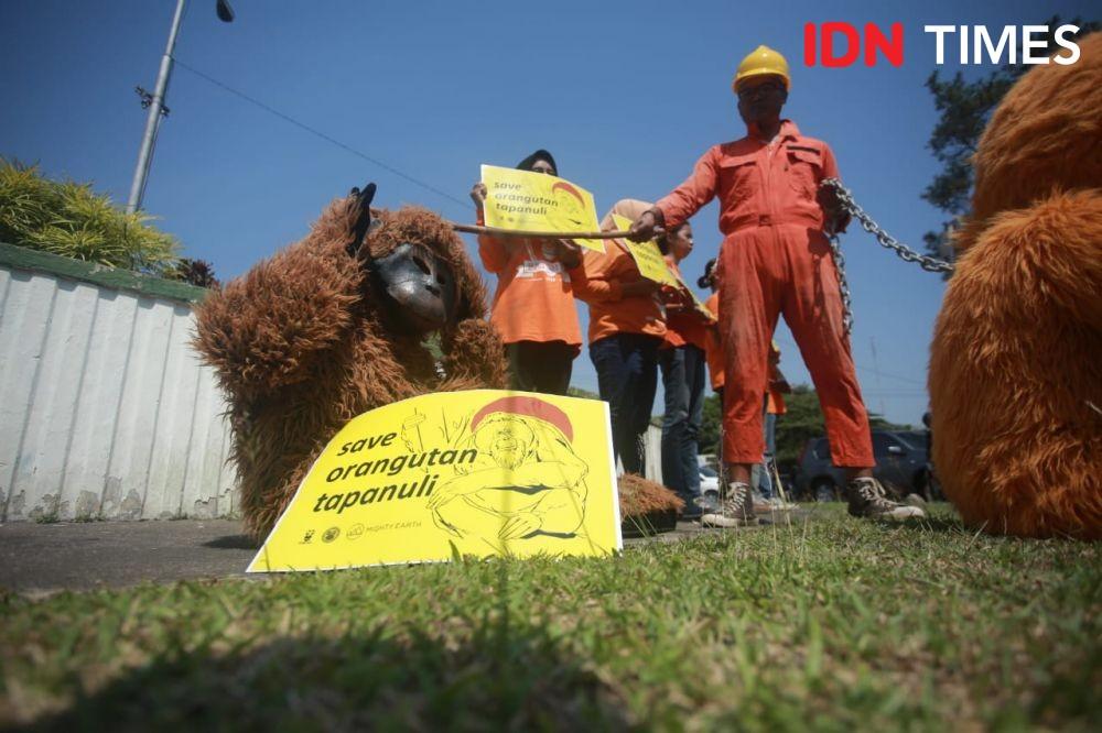 Mengejutkan! Orangutan Muncul di Kaki Gunung Api Sinabung