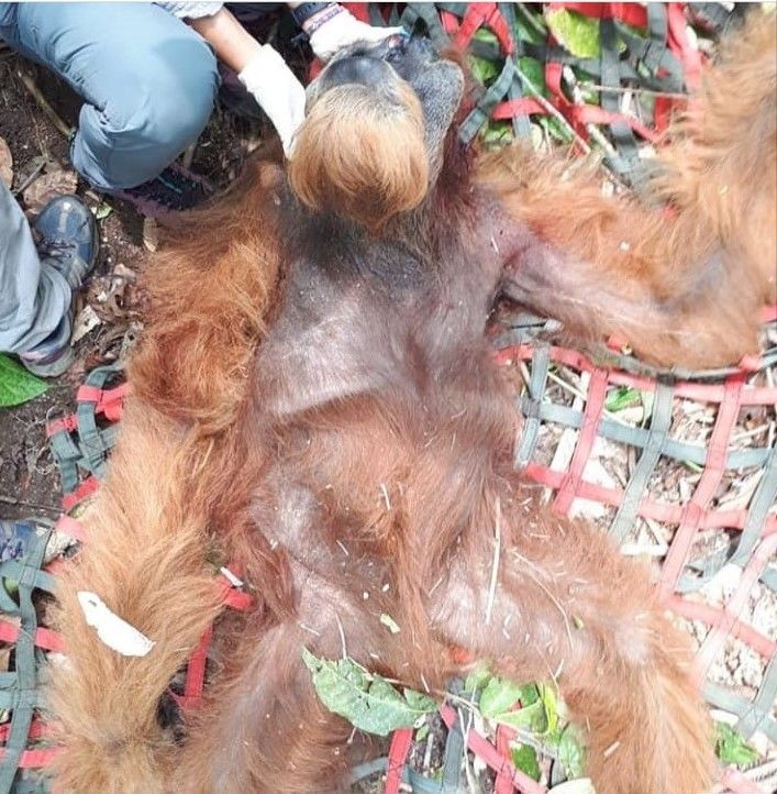 Orangutan Sumatra Dihujam 24 Peluru, Kedua Matanya Buta 