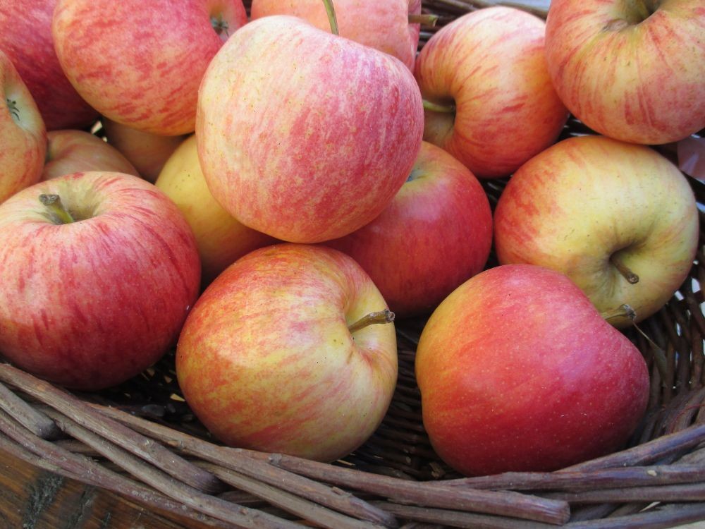 7 Kerugian Mengonsumsi Apel Tinggi Gula Dan Menyebabkan Sakit Perut 7 Kerugian Mengonsumsi Apel Tinggi Gula Dan Menyebabkan Sakit Perut