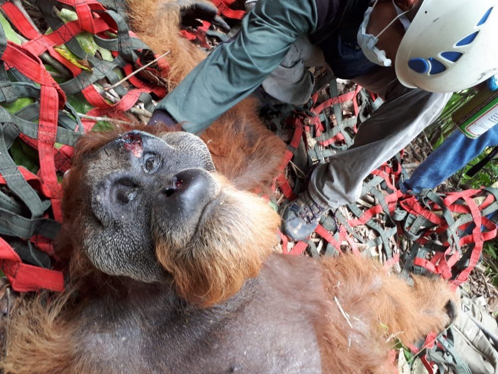 Orangutan Ditemukan Kurus, PLTA Batang Toru dan BKSDA Akan Monitoring