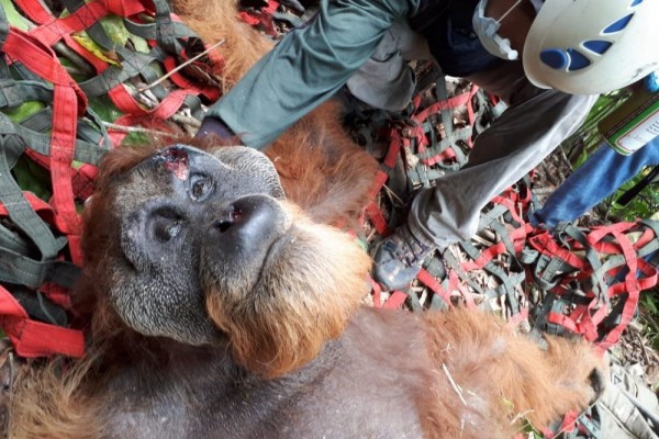 Orangutan di Tapanuli Ditemukan Kurus dan Penuh Luka Sayatan