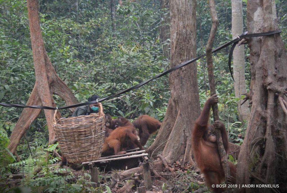 Kondisi Orangutan Kaltim Jauh dari Petaka Asap