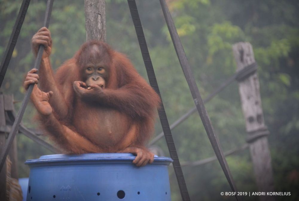 Kondisi Orangutan Kaltim Jauh dari Petaka Asap