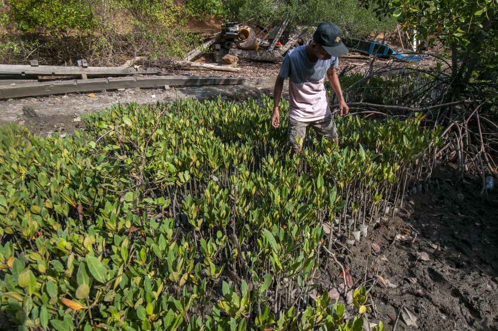 Sawit Jadi Penyebab Terbesar Hilangnya Kawasan Bakau di Sumut dan Aceh