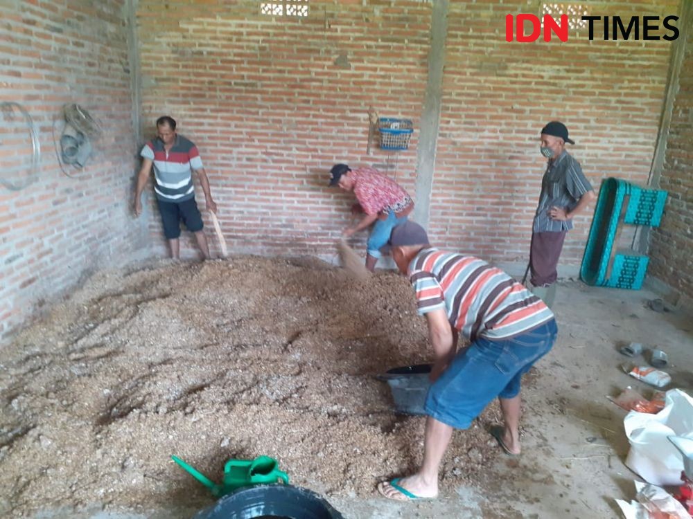 Kelompok Tani di Kudus Manfaatkan Kotoran Ayam Jadi Pakan Domba 