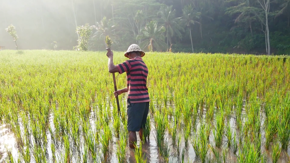 7 Fakta Sejarah Pertanian  di Indonesia Kamu Wajib Tahu 