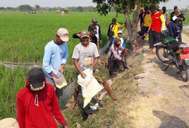 100 Hektare Sawah di Kabupaten Madiun Diserang Hama Tikus  