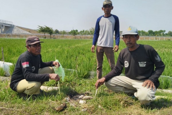 Musim Tanam Mundur Sebulan, Produksi Padi Jateng Masih Belum Target