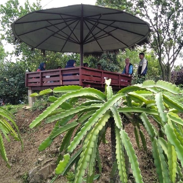 Wisata Asyik Kebun Naga di Pati yang Bakal Bikin Nagih