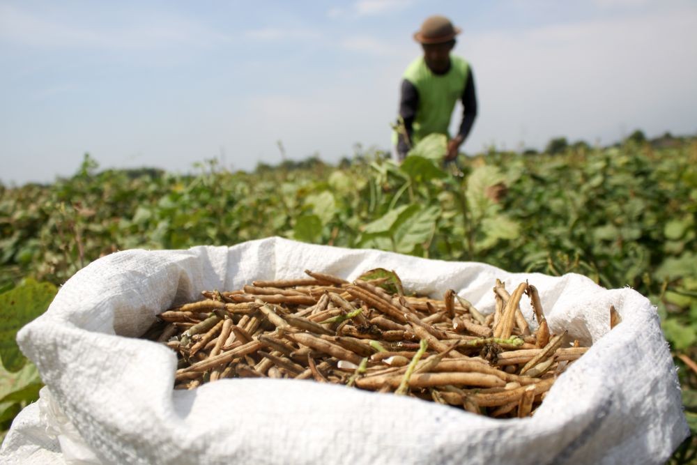Bela Buruh Tani, Dedi Mulyadi Minta Mentan Perbaiki Sistem Pertanian