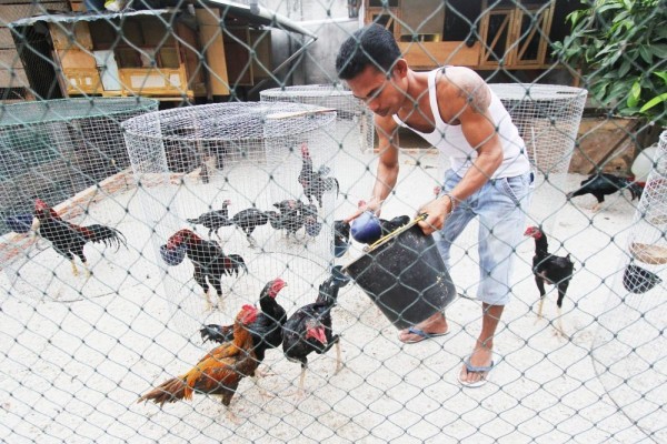 Heboh Ribuan Warga Cianjur Terima Bansos Ayam Hidup, Ini Kata Kemensos