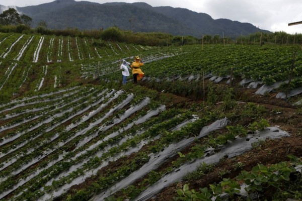 Pemprov Banten Suntik BUMD Agrobisnis Sebesar Rp75 Miliar