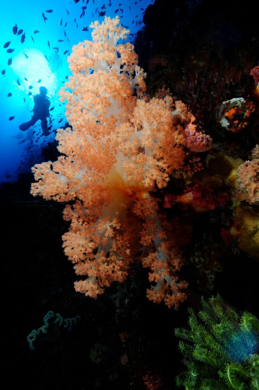 5 Famous Dive Site di Labuan Bajo Ini Kalahkan Keindahan Tulamben