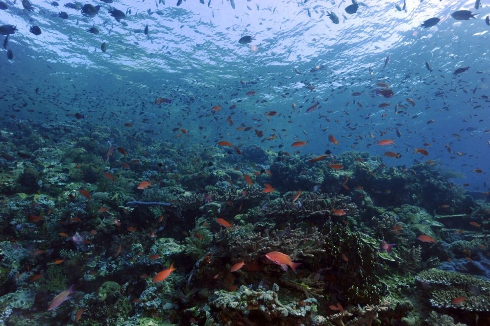 5 Famous Dive Site di Labuan Bajo Ini Kalahkan Keindahan Tulamben