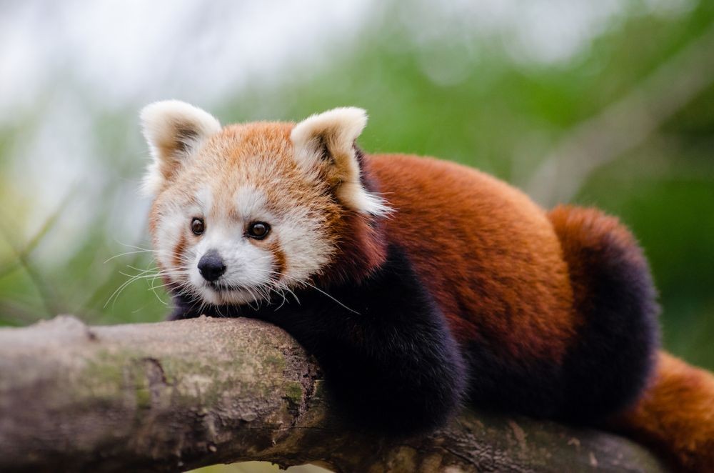 Seukuran Kucing, Ini 8 Fakta Menarik seputar Panda Merah!