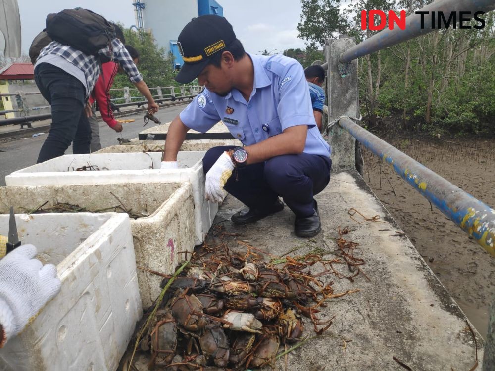 Ribuan Kepiting Soka Berukuran Mini Gagal Diselundupkan ke Kalsel