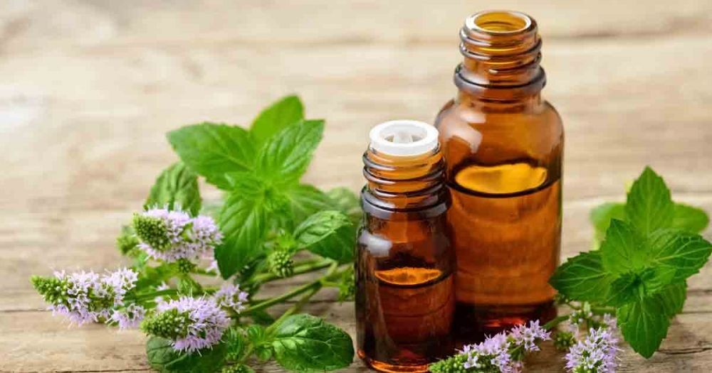  Tanaman Herbal yang Khasiatnya Terbukti secara Ilmiah Inilah 7 Tanaman Herbal yang Khasiatnya Terbukti secara Ilmiah, Pernah Coba?