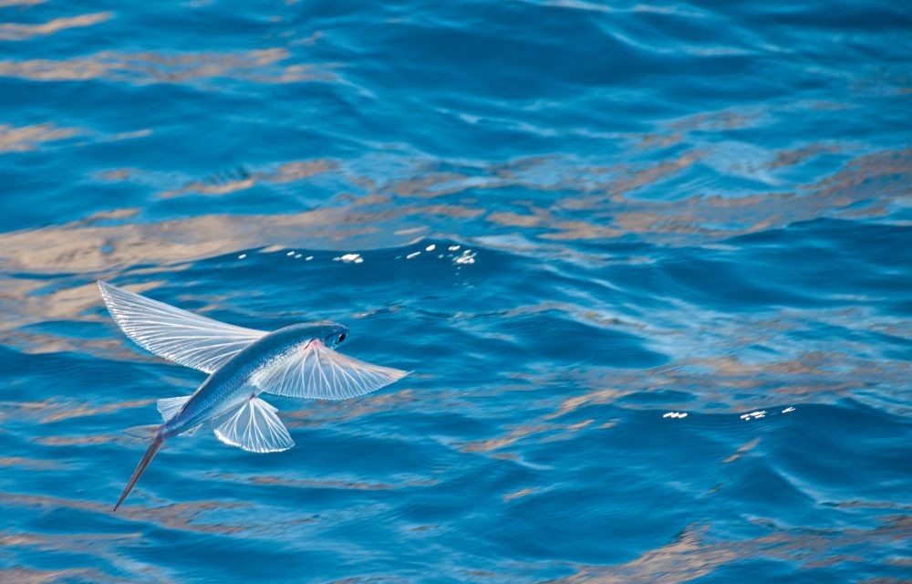 Inilah Rahasia Mengapa Ikan Unik Ini Bisa Terbang Di Udara Ketahui Com