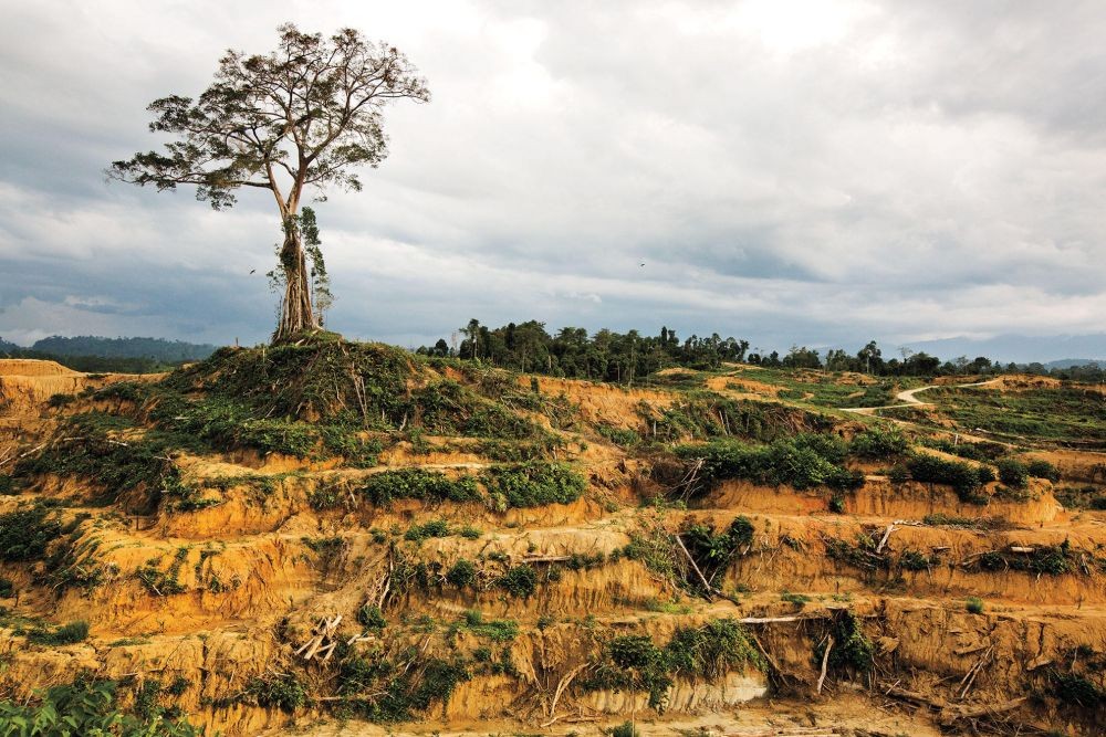 Berpotensi Merusak Hutan Ini 7 Bahaya Kelapa Sawit Bagi Lingkungan