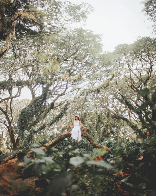Tips Berlibur ke Hutan De Djawatan Banyuwangi, Supaya Asyik & Nyaman