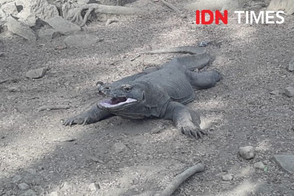 Perhatikan Hal Ini Saat ke Pulau Rinca dan Bertemu Komodo