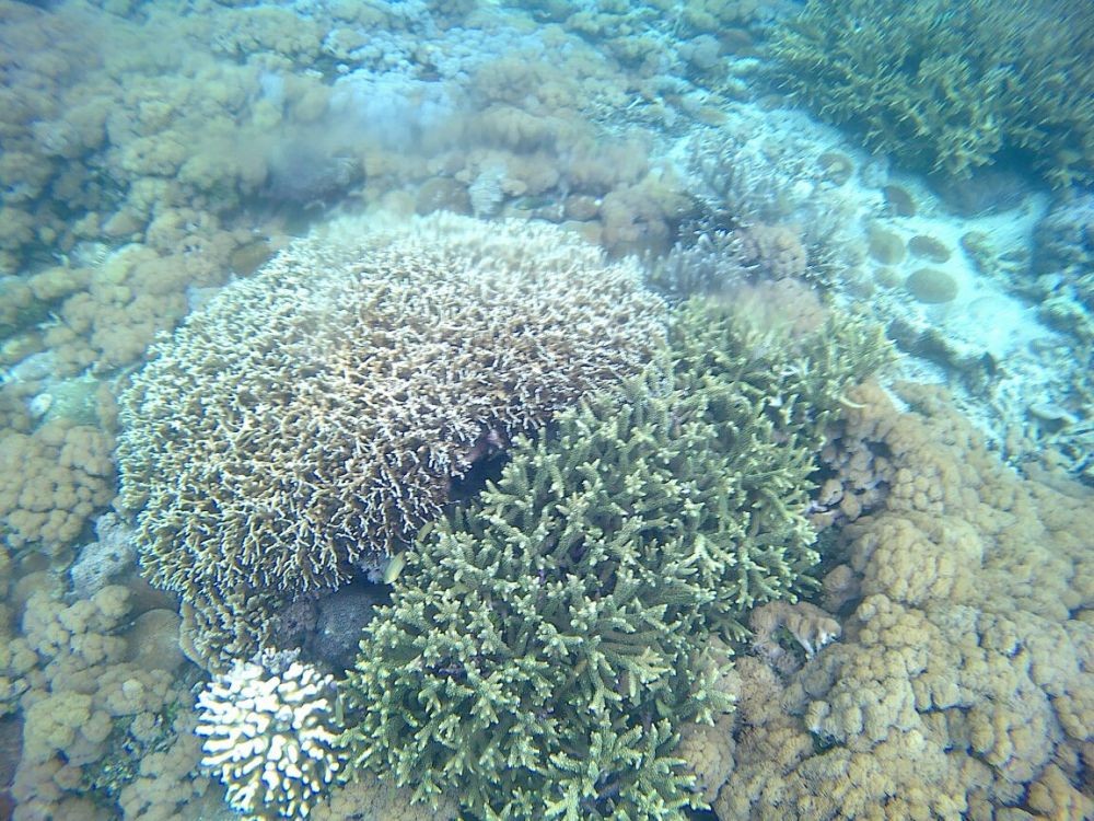 Bahaya! Kerusakan Terumbu Karang di Gili Trawangan Sudah Parah