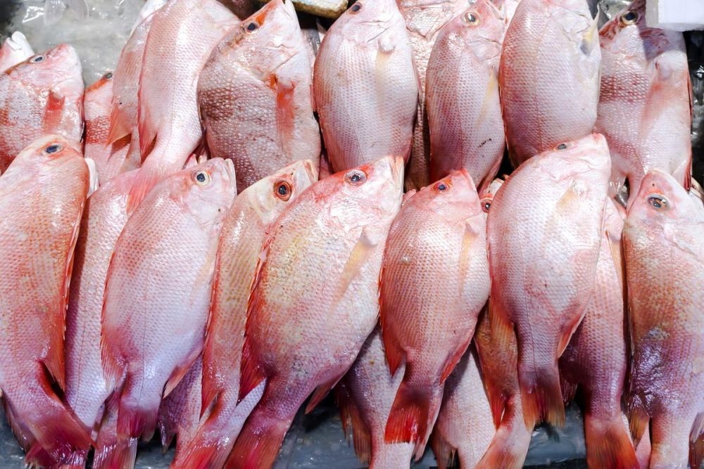 10 Tips Memasak Ikan Kakap Agar Lebih Nikmat Dan Gurih