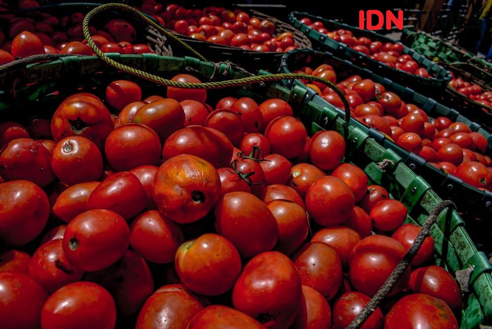 8 Tahun Digelar, Perang Tomat di Lembang Bukan Sekadar Perayaan Budaya