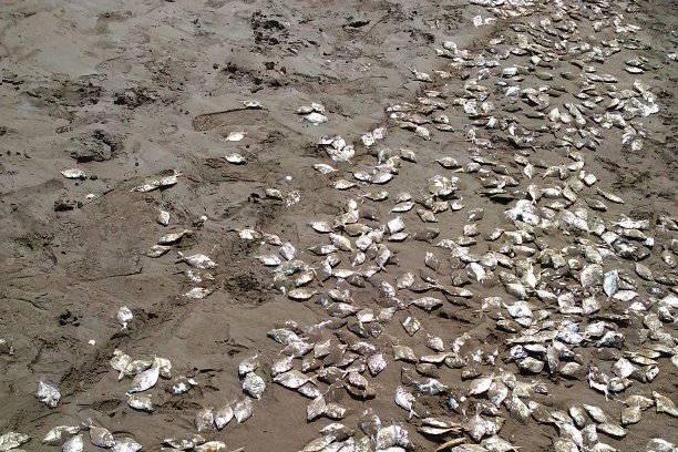 Viral Ikan Mati di Pantai Cilacap, Nelayan Ungkap Kejadian Sebenarnya