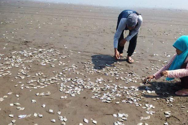 Viral Ikan Mati di Pantai Cilacap, Nelayan Ungkap Kejadian Sebenarnya