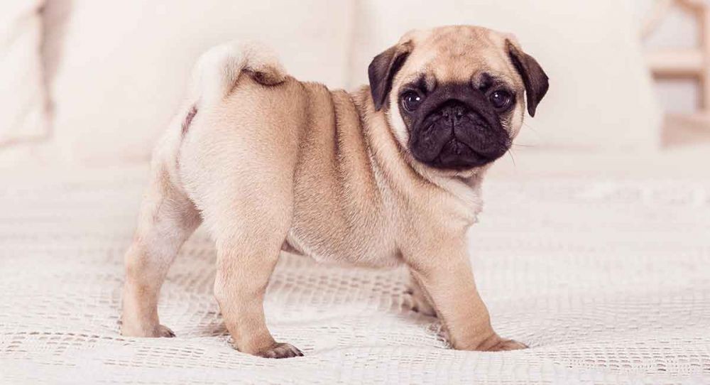 36+ Harga anjing mini pug download