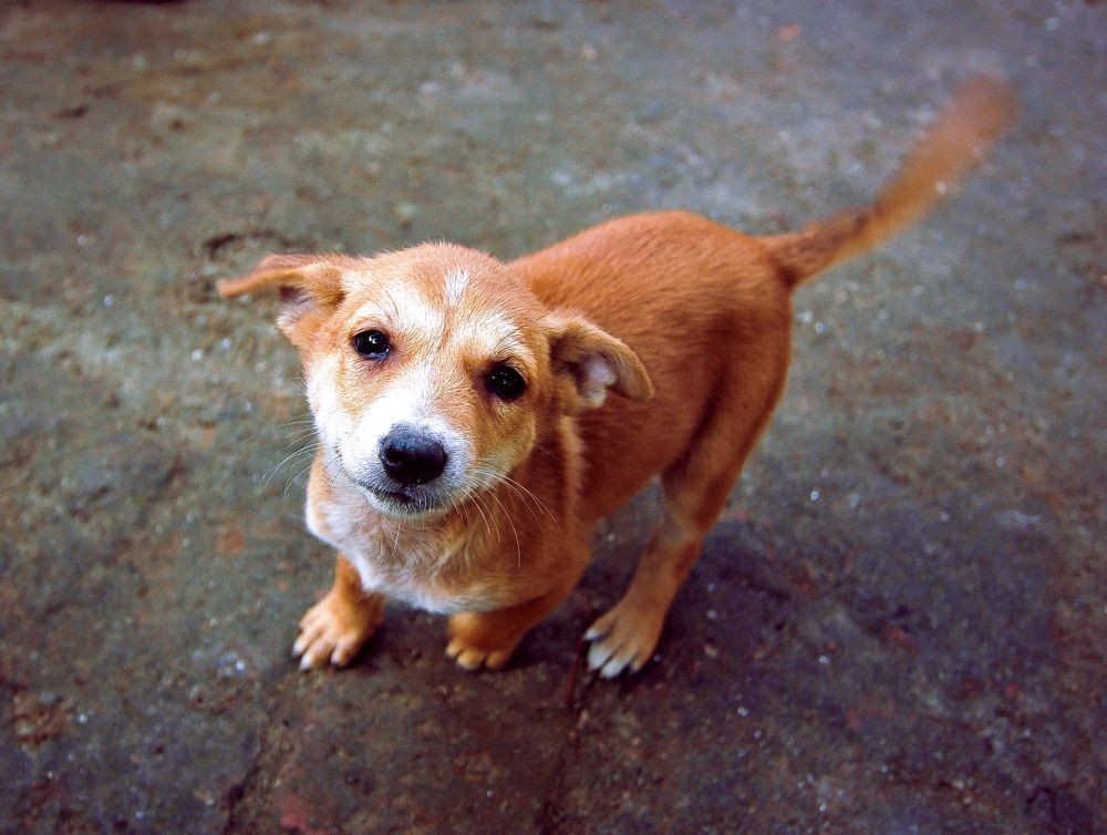 Ini Jawaban 8 Pertanyaan Umum Tentang Perilaku Anjing Yuk Pahami