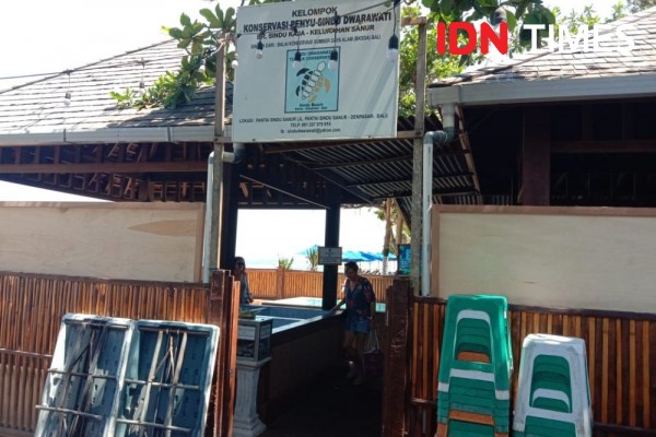 Temui Jalan Buntu, Polisi Duga Penyu yang Dicuri Dilepas ke Pantai