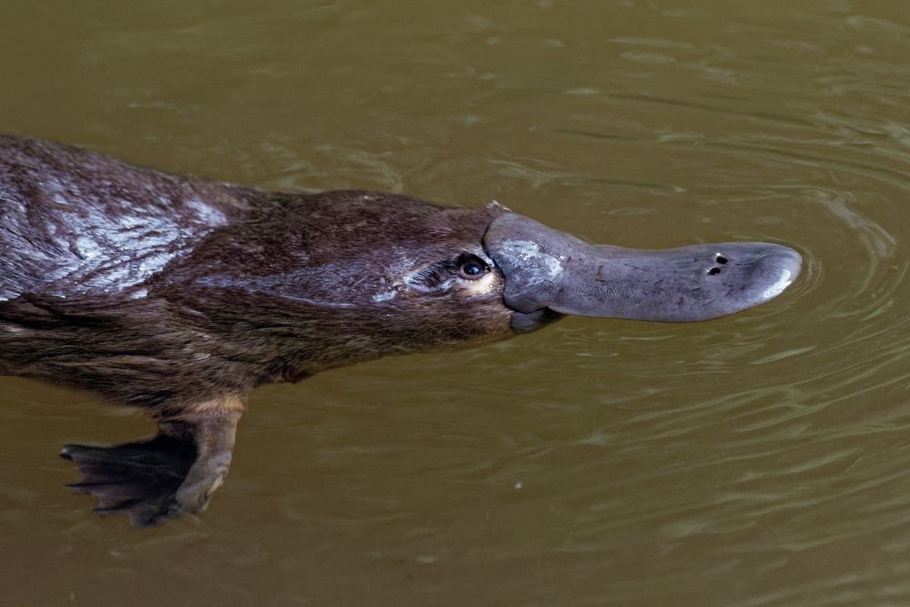 Ini 10 Fakta Unik Platipus Berparuh Bebek Dan Berbadan Berang Berang