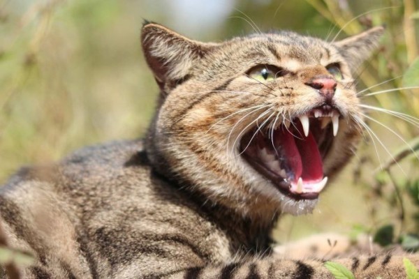 7 Serangan Hewan Ini Bisa Memengaruhi Kondisi Psikologis, Hati-hati!